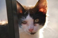 /album/los-amigos-de-nutripets/gat-jpg/