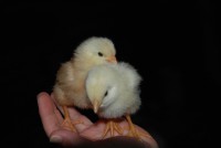 /album/los-amigos-de-nutripets/pollos-jpg/