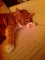 /album/los-amigos-de-nutripets/pumi-jpg/