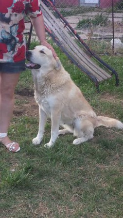 Kira, aunque llego a formar parte de su nueva familia muy asustada, ahora es muy buena, y se ha integrado a la perfección