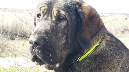 NALA- mastín español