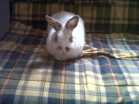 Chanel, en NUTRIPETS, la especie es lo de menos,