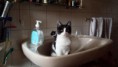 /album/fotogaleria-nutripets/gatito-jpg/