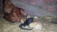 /album/fotogaleria-nutripets/imagegall-jpg/