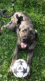 /album/fotogaleria-nutripets/nala2-jpg1/