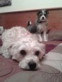 /album/fotogaleria-nutripets/unnamed3zr99qn7-jpg1/