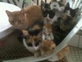 /album/fotogaleria-nutripets/gatetes-jpg/