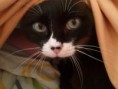 /album/fotogaleria-nutripets/campa-jpg/