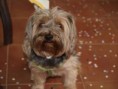 /album/fotogaleria-nutripets/peluso-jpeg/