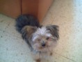 /album/fotogaleria-nutripets/pipo-jpg/
